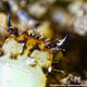 Illustration for article titled These Larvae Glow in the Dark, Then Eat You